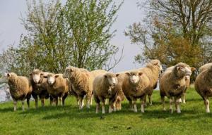 Troupeau moutons